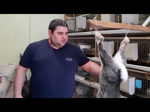 Видео: Забой кролика, Просто Нож в деле!