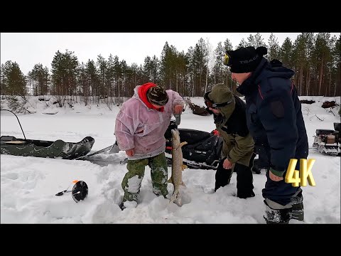 Видео: ЩУЧИЙ ЖОР: НАМ ПОВЕЗЛО, МЫ ПОПАЛИ НА НЕГО!