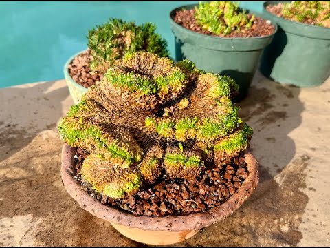 Видео: Эуфорбия Фланагани Суккулент Возрождение - Эпизод 212