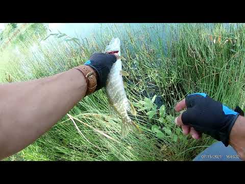 Видео: Спиннинг. Рыбалка в + 36, колебалка Шторлинг рулит.