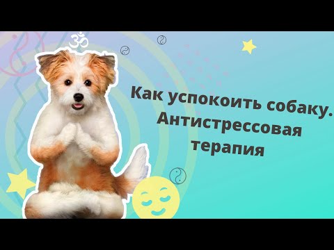 Видео: Антистрессовая терапия. Как успокоить собаку и снизить ее возбуждение