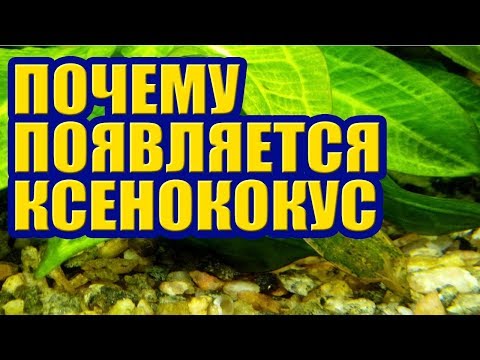 Видео: Почему появляется Ксенококус в Аквариуме. Зеленые точки, налет на листьях и Растениях