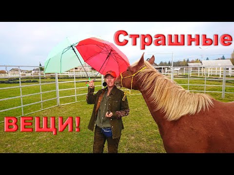 Видео: Про лошадь и зонтики. Страшные вещи!