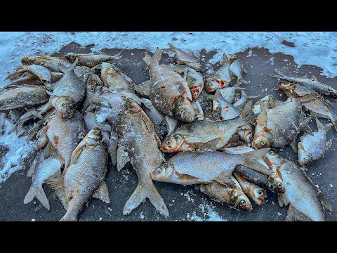 Видео: НАДУБАСИЛИ ЛЕЩА В МЕТЕЛЬ. ЛЕЩ ДУРЕЕТ С ЭТОЙ МОРМЫШКИ. ЗИМНЯЯ РЫБАЛКА НА РУЗЕ.