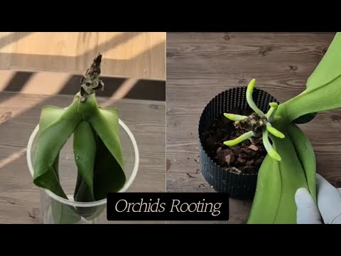 Видео: Восстановление корней орхидеи!!! Попробуйте этот метод!!!