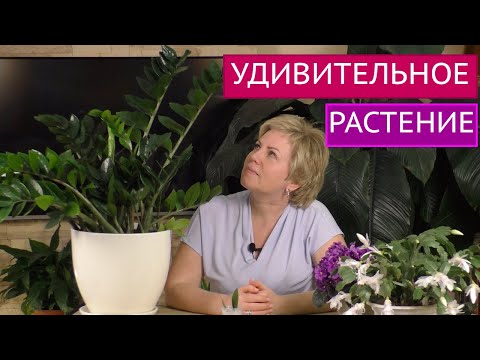Видео: ЭТОТ ЦВЕТОК ДОЛЖЕН БЫТЬ В КАЖДОМ ДОМЕ! ПРЕКРАСНЫЙ И НЕПРИХОТЛИВЫЙ ЗАМИОКУЛЬКАС!