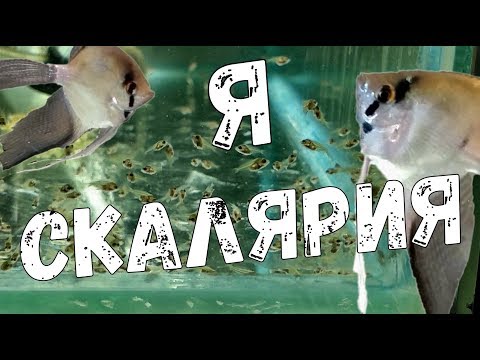 Видео: Малек Скалярии (Pterophyllum). Все этапы развития Скалярии. Икра / Личинка / Малек / Взрослая рыба