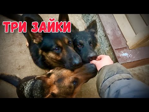Видео: ТРОЙНАЯ ДРЕССИРОВКА НЕМЕЦКИХ ОВЧАРОК