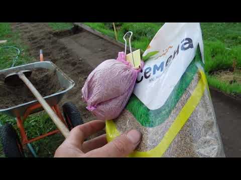 Видео: КАК ИЗБАВИТСЯ ОТ ПЫРЕЯ НАВСЕГДА June 9, 2021