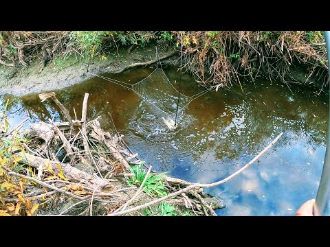 Видео: Рыбалка на ПАУК. Я был в ШОКе, что в таком закоряженном и почти пересохшем ручье ловится такая рыба.