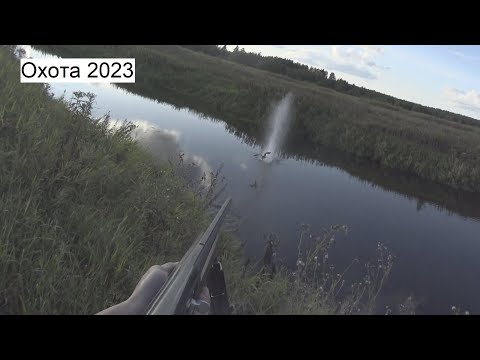 Видео: Охота на утку осенью с подхода 2023