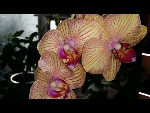 Видео: 14.09.20.ОРХИДЕЯ Cream Bistro новая уценка..пересаживаем.