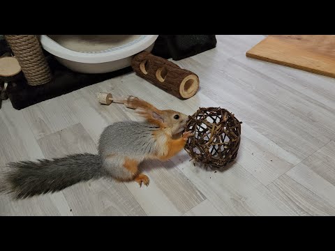 Видео: Нашей Молли исполнился 1 годик! 🎉🐿️🎁 Molly the squirrel is 1 year old