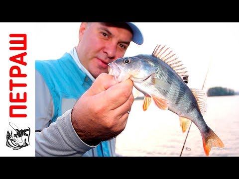 Видео: ЛОВЛЯ ОКУНЯ рыбалка В ГОРОДЕ во время бесклёвья На силиконовые приманки Фанатик