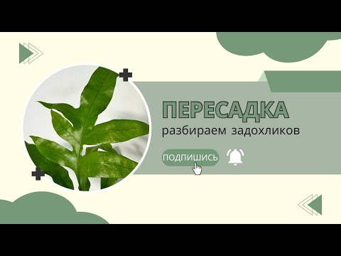 Видео: Пересадка растений