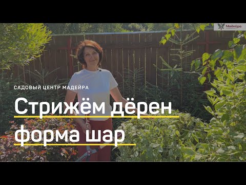 Видео: СТРИЖКА ДЁРЕНА ЛЕТОМ. Придаём форму ШАРА. Как подстричь дёрен ножницами или электрическим кусторезом