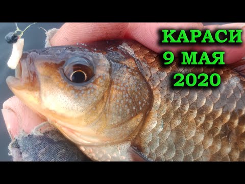 Видео: МОРМЫШИНГ.  КАРАСИ 9 МАЯ 2020