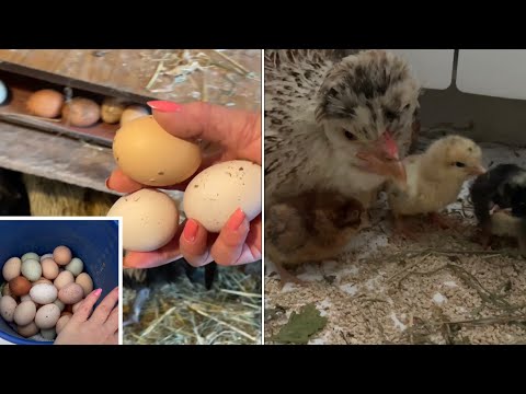 Видео: Куры закрыты в мороз Как пережили Сколько Цыплят у КВОЧКИ