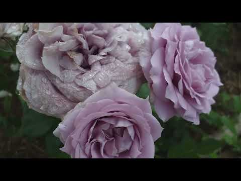 Видео: РОЗЫ ТОП-9 ЛУЧШИЕ Флорибунды #розы #лучшиефлорибунды