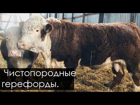 Видео: Эмбрионный бык герефорд