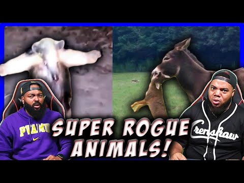 Видео: CLUTCH GONE ROGUE РЕАКЦИЯ НА 4 ЖИВОТНЫХ, КОТОРЫЕ ПОДПИШУТСЯ НА ВАШ НЕКРОЛИК