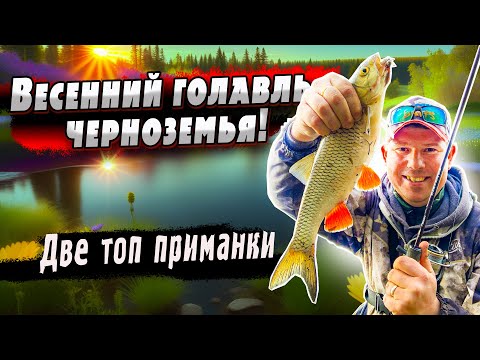 Видео: Две топ приманки весной на голавля | Несси и Ридж | Открытие сезона белого хищника