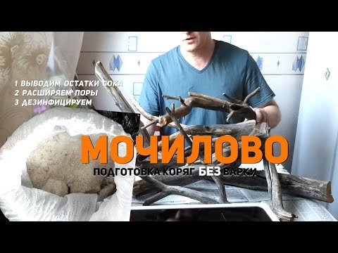 Видео: Мочилово обработка коряг без варки (Processing driftwood without cooking)
