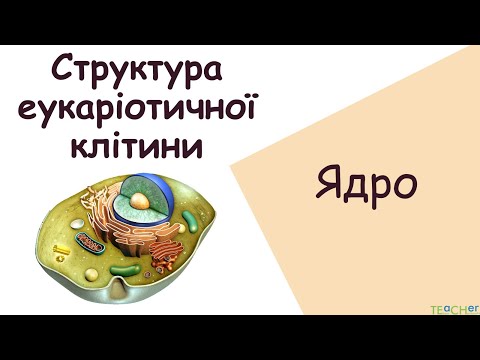 Видео: Структура клітини. Ядро.