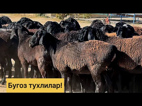 Видео: Хиссори бугоз тухлилар! 936978464☎️ 994550499☎️ 919504591☎️