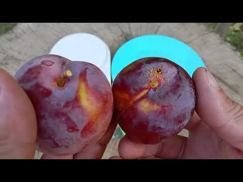 Видео: 9.08.2025.Нектакотум(Шарафуга) чи Оцарк Прем'єр? 