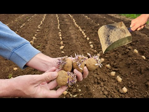 Видео: Обеспечьте обильный урожай картофеля — добавьте это при посадке!