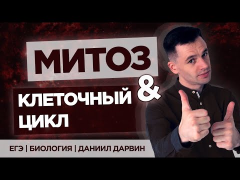 Видео: Митоз и клеточный цикл | ЕГЭ Биология | Даниил Дарвин