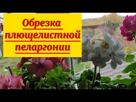 Видео: Обрезка ампельной плющелистной пеларгонии.Уход.Результат обрезки зональной пеларгонии.