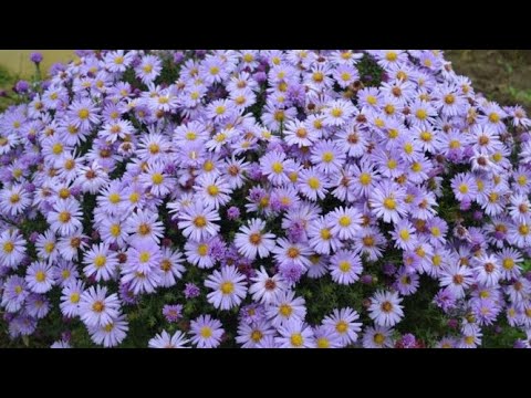 Видео: Прогулянка по квітниках! 🌸🌼🌸24.09.24