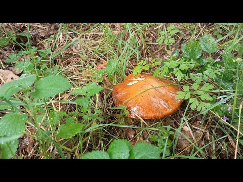 Видео: На місті старого хутора 2