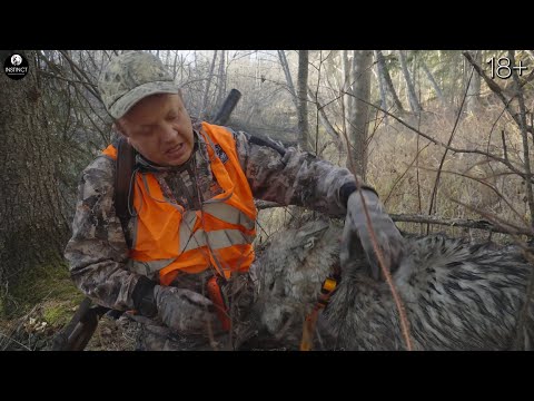 Видео: ЛАЙКИ ЗАГРЫЗЛИ ВОЛКОСОБА! ЖЕСТЬ, а НЕ ОХОТА на КАМЧАТКЕ!