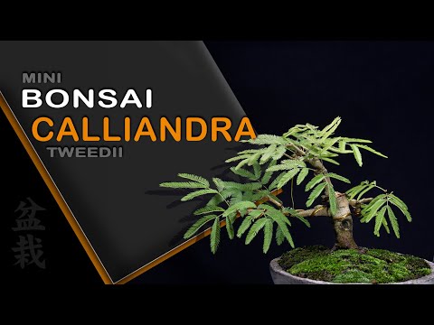 Видео: Мини-Бонсай - Calliandra Tweedii: Bonsai SP