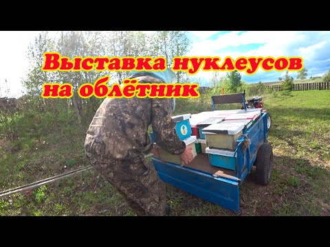 Видео: КОГДА ВЫСТАВЛЯТЬ НУКЛЕУСЫ НА ОБЛЁТНИК ПОСЛЕ ЗАСЕЛЕНИЯ.