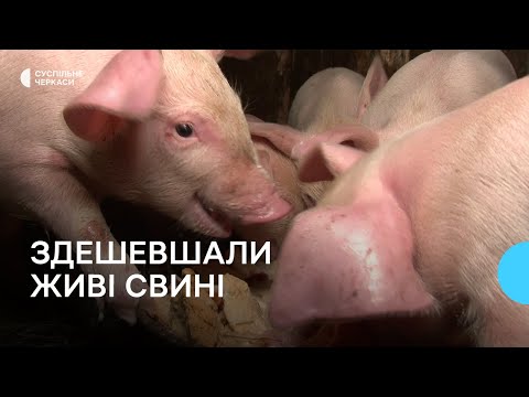 Видео: Впала ціна на свиней живою вагою: яка причина?