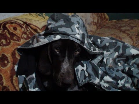 Видео: Как собаке зимовать!