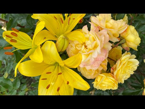 Видео: ЦВЕТЕНИЕ РОЗ 2025🌹❤️. ПОПЛЫЛИИИ🌧️🌧️☔️🌧️🌦️🌂