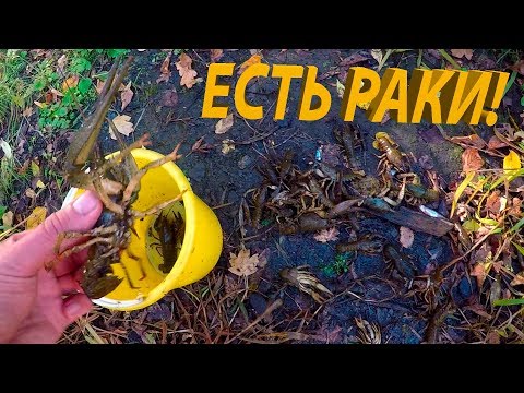 Видео: ЛОВЛЯ РАКОВ НА РАКОЛОВКИ! ГДЕ ЛУЧШЕ ПОСТАВИТЬ РАКОЛОВКУ. ТЕСТ РАЗНЫХ ПРИМАНОК.