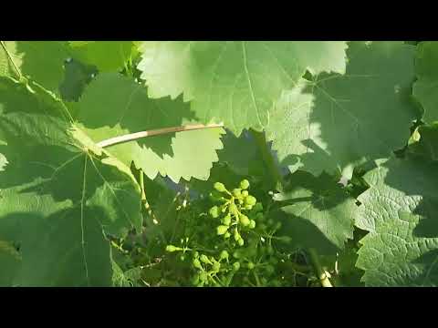 Видео: Работаем на винограднике в конце июня