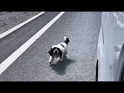 Видео: В глуши бездомная собака остановила нас. Накормили её, но она гналась за машиной... Мы сдались.