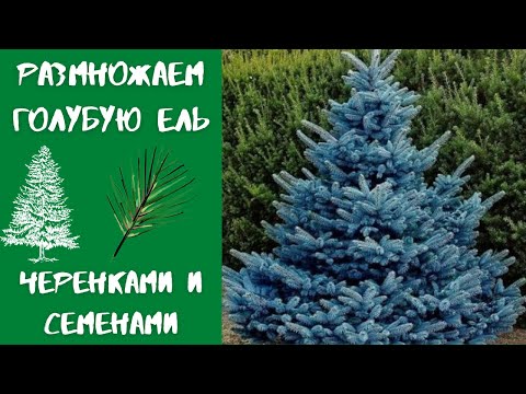 Видео: Размножение голубой ели черенками и семенами