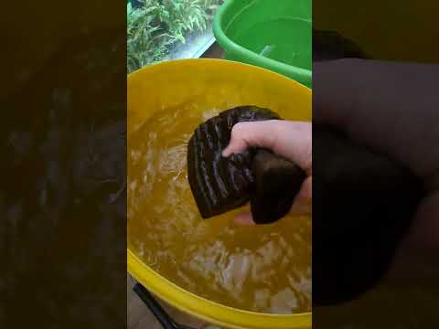 Видео: Как да  сменим(освежим)водата в аквариума най лесно