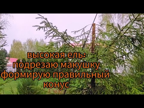 Видео: Делаю фигуры из обычных лесных елей: шар и конус. Рассказываю и показываю, как я это делаю.