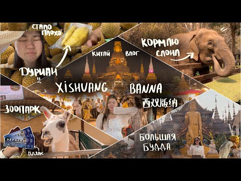 Видео: ТРИП в Xishuangbanna-КИТАЙ влог |  ДУРИАН 😰 | кормлю слона 🐘