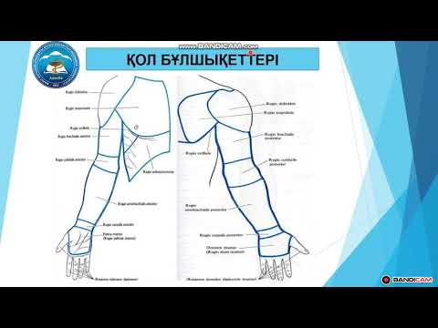 Видео: Қол топографиясы, аймақтары. Иық белдеуі бұлшықеттері. Қол бұлшықеттері