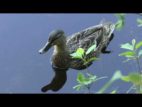 Видео: Сестрорецкое болото